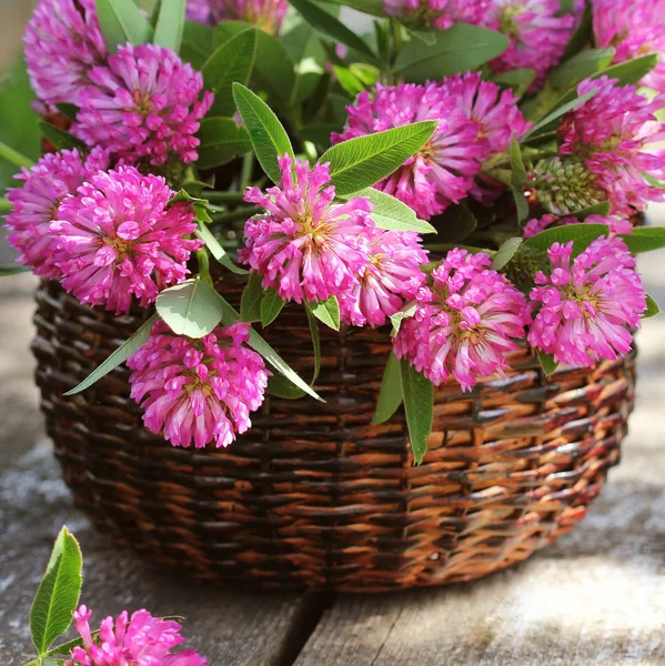 Clover flowers in a basket. Herbs harvesting of medicinal raw materials — Stock Photo, Image