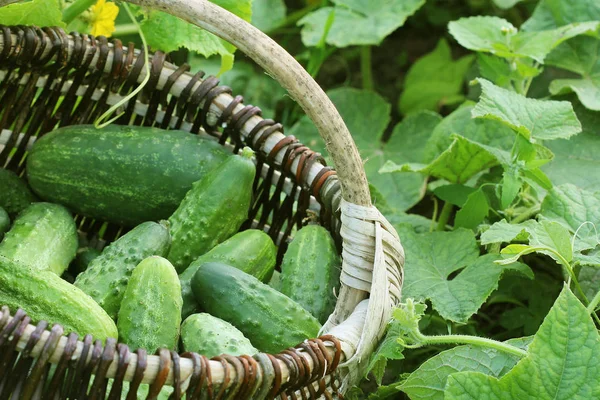 Colheita fresca de pepinos em uma cesta. Fundo de jardinagem com plantas verdes — Fotografia de Stock
