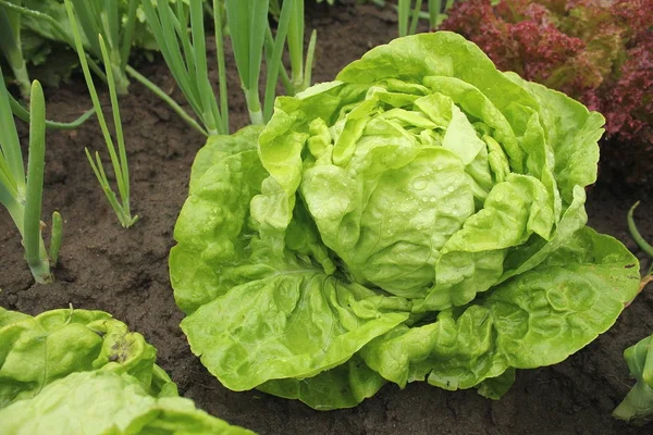 Lettuce -all the year round growing in soil with water drops — Stock Photo, Image