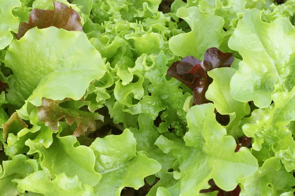 Fresco verde riccio insalata di lattuga sfondo. Vista dall'alto — Foto Stock