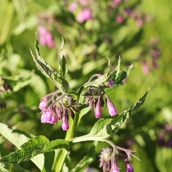 Comfrey. Comfrey or Symphytum officinale flower used in organic medicine — Stock Photo, Image