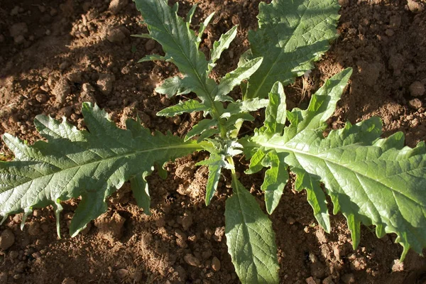 Young artichoke plants cultivated in a field — Stock Photo, Image