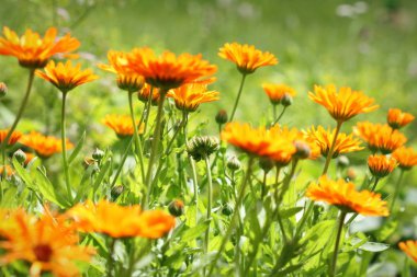Turuncu pot kadife çiçeği bloosom - Calendula officinalis alan