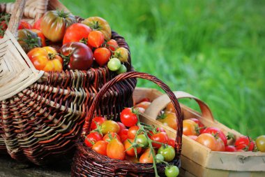 Çeşitli domatesler rustik masa potalara içinde. Renkli domates - kırmızı, sarı, turuncu. Hasat sebze yemek anlayışı