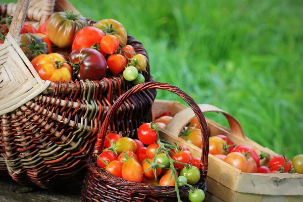 Tomaten in Körben auf rustikalem Tisch. bunte Tomaten - rot, gelb, orange. Ernte Gemüse Kochen Konzept — Stockfoto