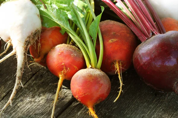 新鲜的农场五颜六色的甜菜根在木背景。排毒和健康。选择性焦点。红、金、白甜菜 — 图库照片