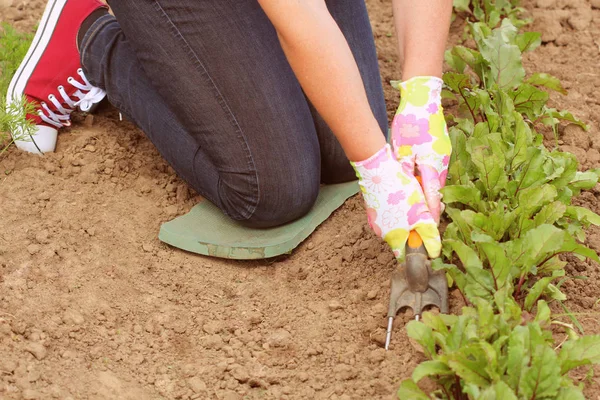 Giardinaggio. Donna contadina si prende cura delle piante nella piantagione — Foto Stock