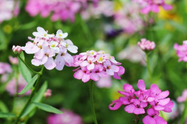 Iberis amara çiçek. Roket candytuft, acı candytuft veya vahşi candytuft olarak da bilinir.