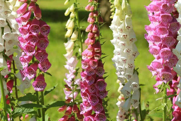 Pink foxglove flowers or Digitalis in a garden in summer — Stock Photo, Image