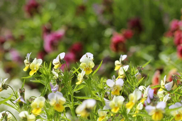 Difference colour of pansy flower, viola, spring flower — Stock Photo, Image