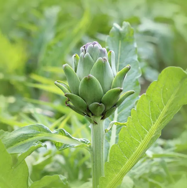 Young artichoke plant grows in a field — Stock Photo, Image