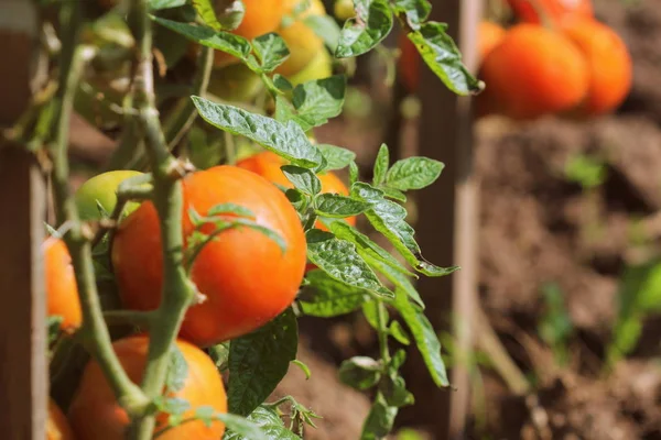 Tomates vermelhos orgânicos maduros no jardim prontos para a colheita — Fotografia de Stock