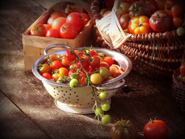 Çeşitli domatesler rustik masa potalara içinde. Renkli domates - kırmızı, sarı, turuncu. Hasat sebze yemek anlayışı