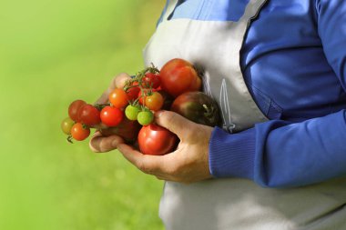 Taze organik kırmızı, sarı, turuncu ve yeşil domates. Renkli organik domates çiftçilerin elinde