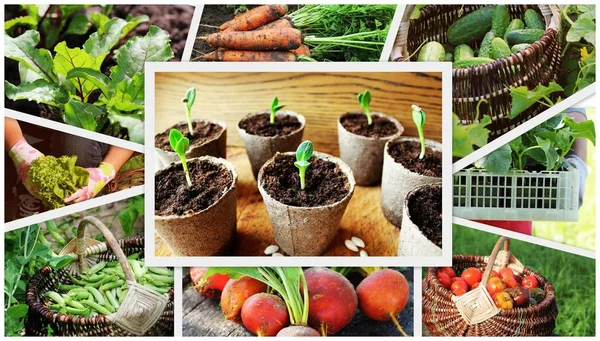 Koláž ze zeleniny - produkty zeleninová zahrada — Stock fotografie