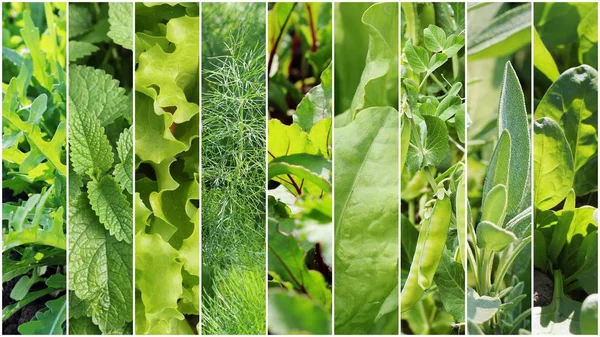 Colección de hojas verdes y verduras. Fondos de primavera. Consepto de alimentación saludable. Fondo de jardinería — Foto de Stock