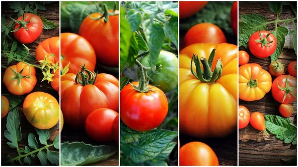 Collage colorato di pomodori biologici maturi. Note di alimentazione consept. Giardinaggio sfondo — Foto Stock