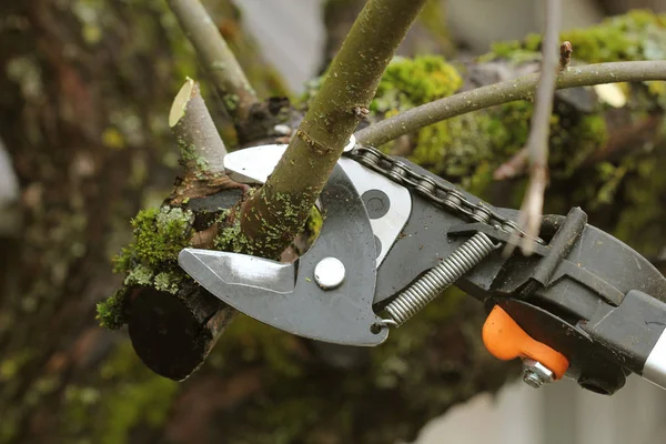 Gardener pruning old tree with pruning shears — Stock Photo, Image