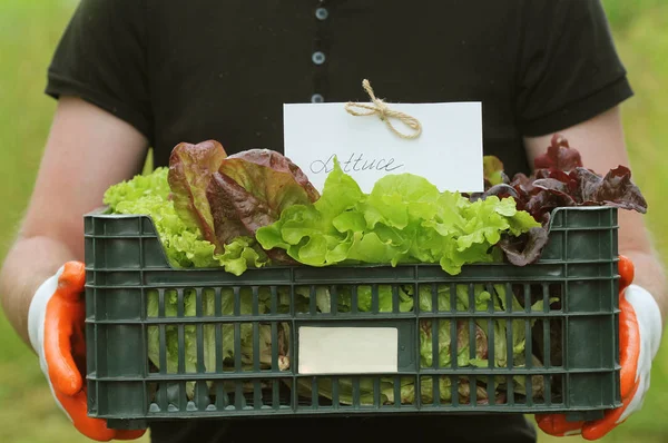 Свіжий сирий салат, упакований у пластикову коробку, готовий до продажу. Фермер тримає коробку в руках — стокове фото