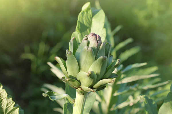 Young artichoke plant grows in a field — Stock Photo, Image