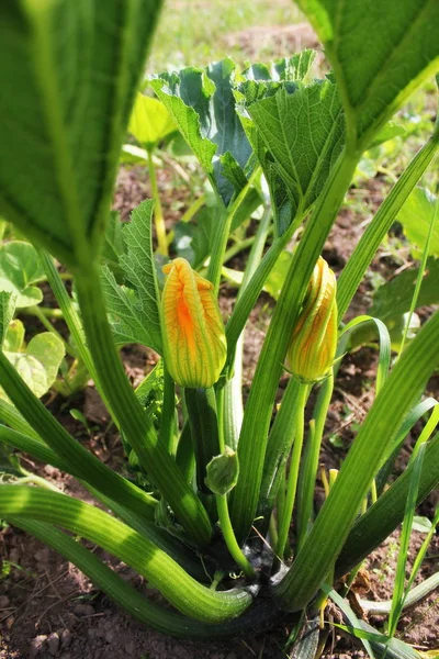 Zucchini plants in blossom on the garden bed — Stock Photo, Image