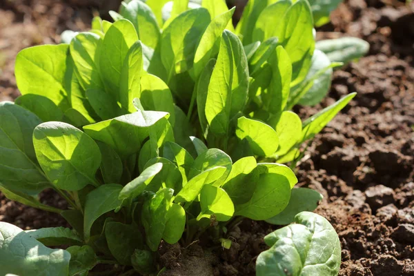 Foglie giovani di spinace.Germogli di spinaci che crescono in giardino. Tiro verde. Verdi giovani per insalata — Foto Stock