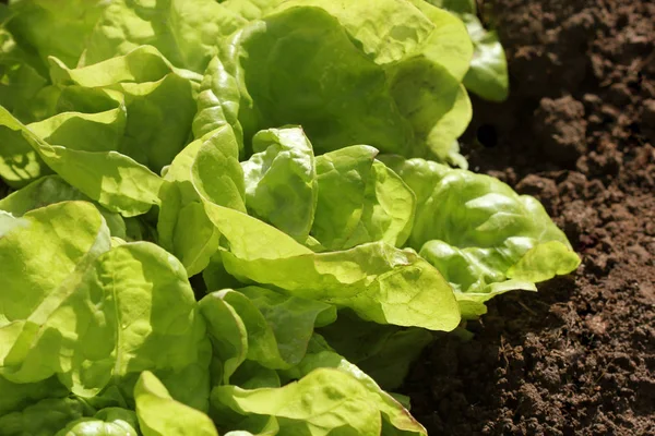 Fresh green curly lLettuce salad background. Top view — Stock Photo, Image