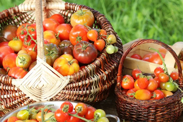 Tomaten in Körben auf rustikalem Tisch. bunte Tomaten - rot, gelb, orange. Ernte Gemüse Kochen Konzept — Stockfoto