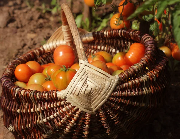 Tomaten in Körben im Garten. Ernte Gemüse Kochen Konzept — Stockfoto