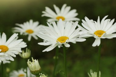 Güzel beyaz camomiles veya papatya yeşil çayır üzerinde
