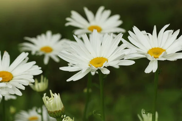 Beautiful white camomiles or daisies on a green meadow — Stock Photo, Image