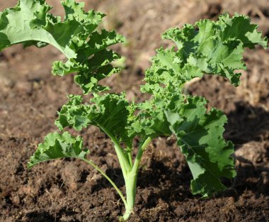 sebze bahçesinde büyüyen genç kale