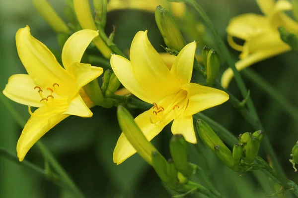 Žlutý den lilie květ nebo kvetoucí Hemerocallis — Stock fotografie