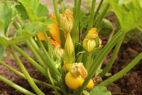 Round yellow zucchini with green leaves and yellow flowers growing in garden — Stock Photo, Image