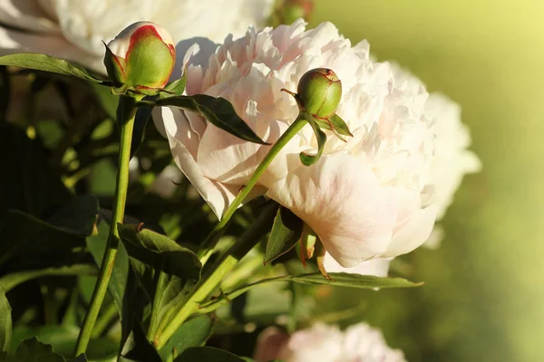 Beautiful blooming white peony flowers in spring time — Stock Photo, Image