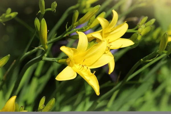 Dia amarelo flor de lírio ou Hemerocallis florescendo — Fotografia de Stock