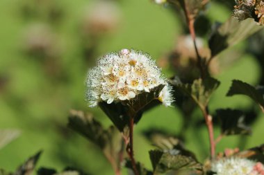 Mor yaprakları ile Doğu ninebark çiçek