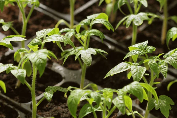 Junge Tomatensetzlinge wachsen in Töpfen — Stockfoto