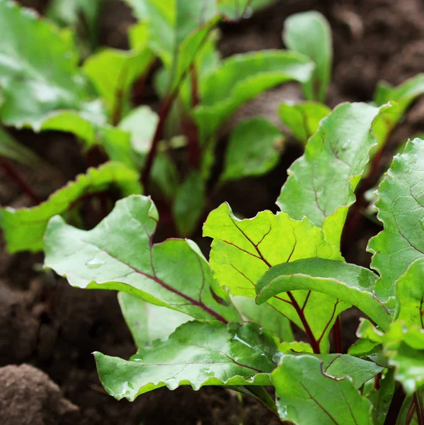 Young green beetroot plans on a path in the vegetable garden — Stock Photo, Image