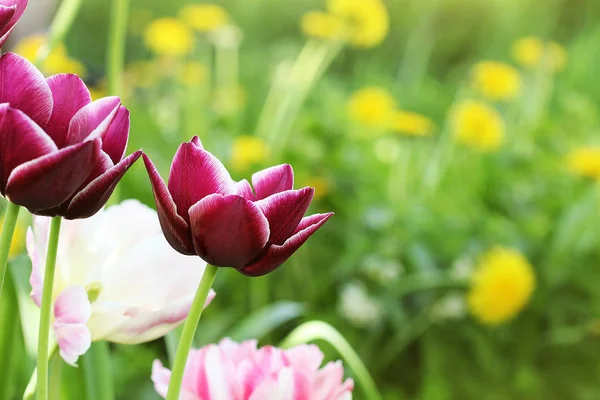 Fondo de primavera con tulipán creciendo en el jardín — Foto de Stock
