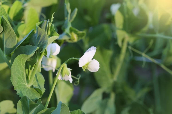 Planta de guisante con flor blanca en un jardín — Foto de Stock