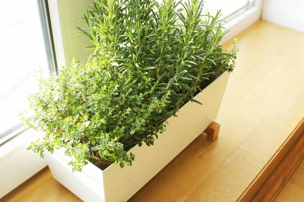 Fresh aromatic herbs growing in pot on windowsill
