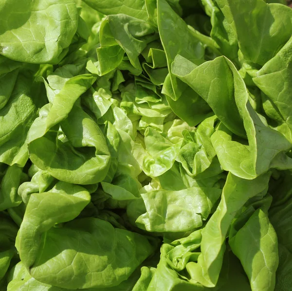 Fresh lettuce in early spring garden , selective focus. Healthy eating concept — Stock Photo, Image