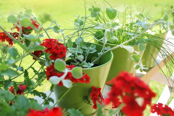 Verbena blommor i krukor på terrassen — Stockfoto