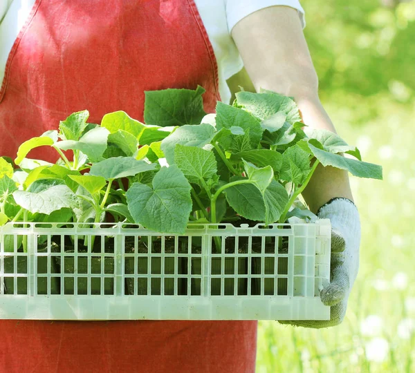 Фермер має коробку зі свіжих зелених саджанців огіркових рослин — стокове фото