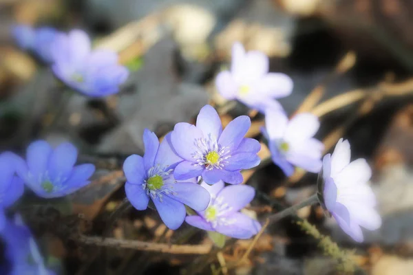 Flores azules de Hepatica Nobilis también Hepatica Común, liverwort, kidneywort, pennywort, Anemone hepatica . —  Fotos de Stock