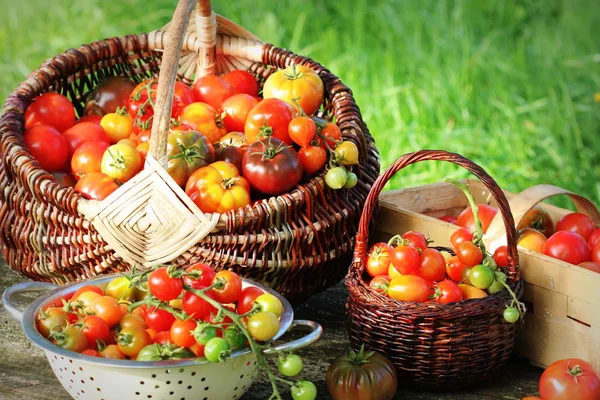 Tomaten in Körben auf rustikalem Tisch. bunte Tomaten - rot, gelb, orange. Ernte Gemüse Kochen Konzept — Stockfoto