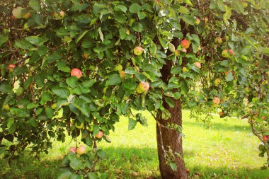 Ağaçlarda Sonbahar sezonu orchard elma