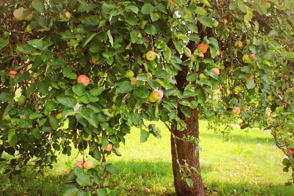 Apple on trees in orchard in fall season — Stock Photo, Image