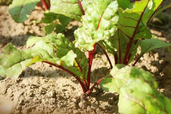 Young green beetroot plans on a path in the vegetable garden — Stock Photo, Image
